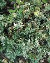Juniperus horizontalis"