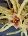 Hamamelis japonica"