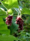 Leycesteria formosa"