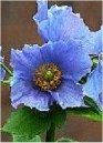 Meconopsis betonicifolia"