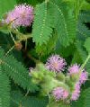 Mimosa pudica"