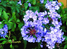 Kap-Bleiwurz - Plumbago auriculata