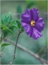 Solanum rantonnetii"