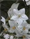 Solanum jasminoides"