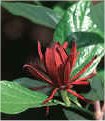 Calycanthus praecox"