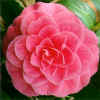 Camellia japonica"