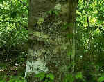 Buchen - Fagus sylvatica