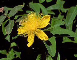 Johanniskraut - Hypericum