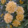 Kerria japonica"