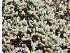 Mesembryanthemum lampranthus"