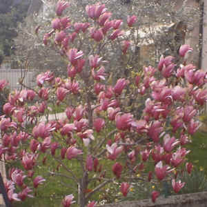 magnolia_small.JPG