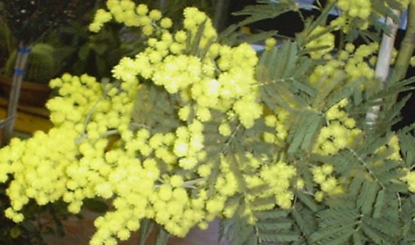 mimose