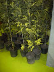 Acacia dealbata"