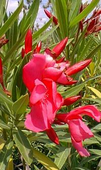 parola sconosciuta Oleander