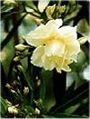Nerium oleander"