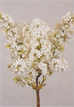  - Flieder (Syringa)