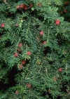 Taxus baccata"