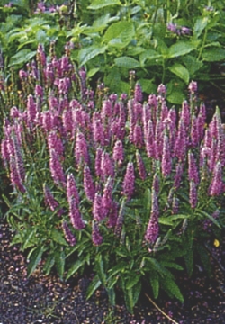 Fiore di veronica