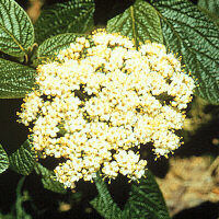 Fiori di Viburnum rhytidophyllum.