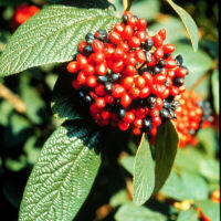 Frutti di Viburnum rhytidophyllum.