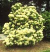 Viburnum acerifolium"