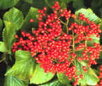 Frutti di Viburnum dilatatum.