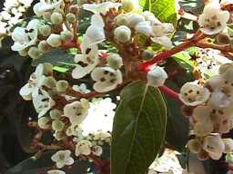 Viburnum tinus 'compacticum'.