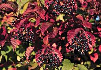 Viburnum recognitum