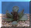 adromischus_cooperi.JPG (27138 byte)