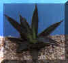 agave_filifera.JPG (26304 byte)