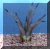agave_macroacantha.JPG (27660 byte)