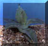 agave_potatorum.JPG (23763 byte)