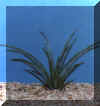 agave_stricta.JPG (23291 byte)