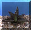 agave_victoria_reginae.JPG (26698 byte)