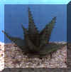 aloe_broomii.JPG (28336 byte)