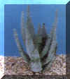aloe_dichotoma.JPG (27104 byte)