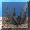 aloe_ferox.JPG (25385 byte)