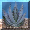 aloe_peglerae.JPG (27141 byte)