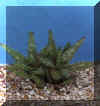 aloe_squarrosa.JPG (27503 byte)