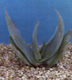 Aloe arborescens"