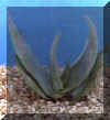 aloe_striata.JPG (25529 byte)