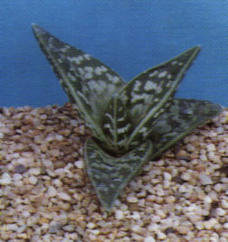Aloe variegata
