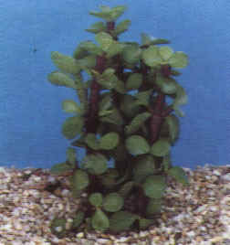 Jadebaum - Portulacaria afra