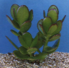 crassula_portulacea.JPG