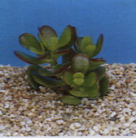 crassula_portulacea_minor.JPG