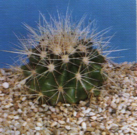 Echinocactus grusonii"