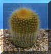 eriocactus_leninghausii.JPG (29148 byte)