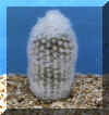 espostoa_lanata.JPG (26622 byte)