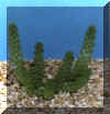 euphorbia_caput_medusae.JPG (29172 byte)