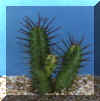 euphorbia_enopla.JPG (29555 byte)